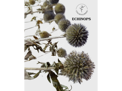 Fardo de Echinops