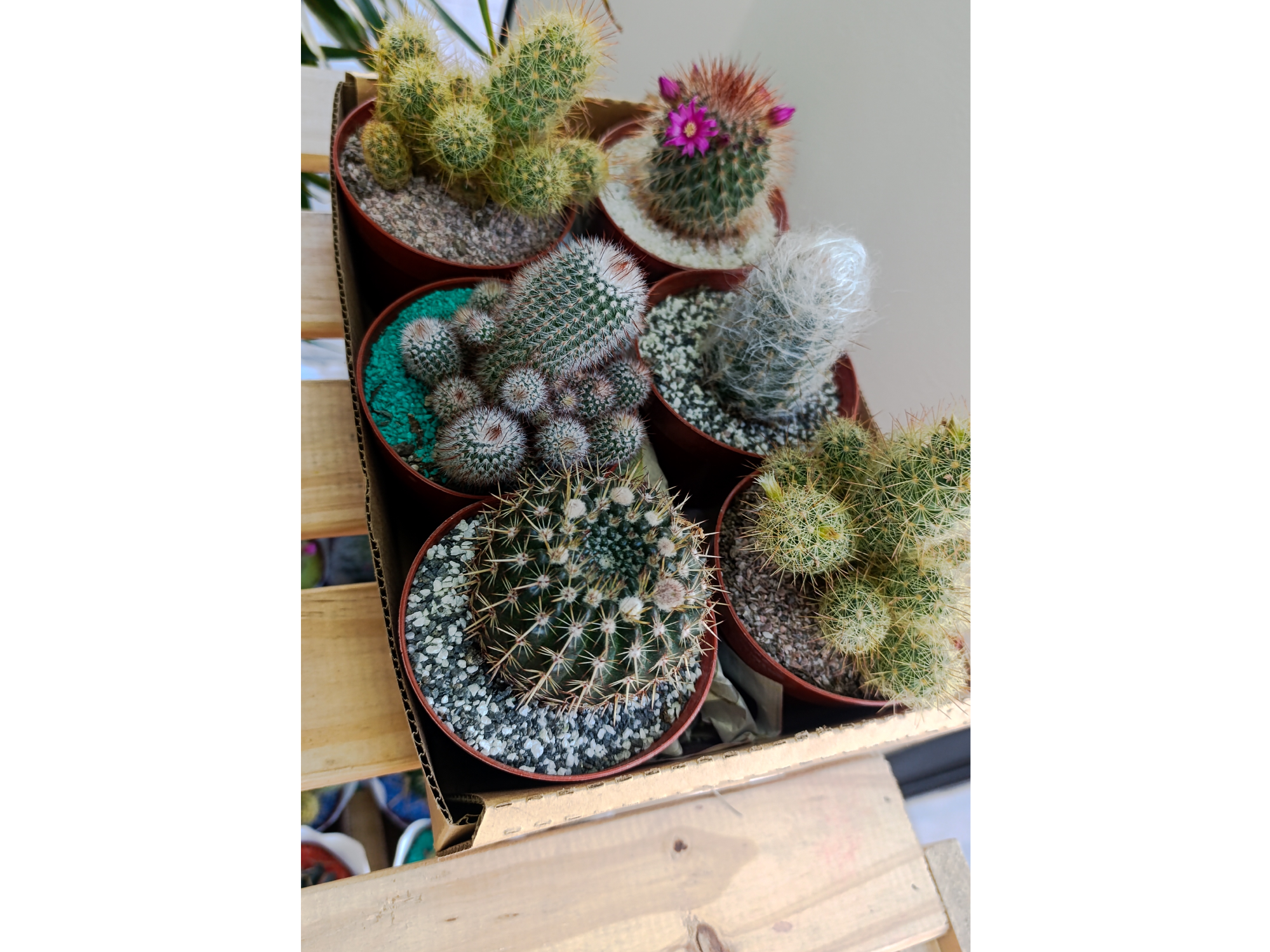 Cactus Grande