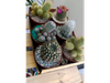 Cactus Grande