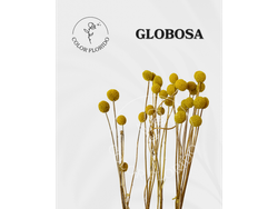 Globosa
