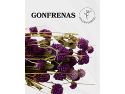 Gonfrenas
