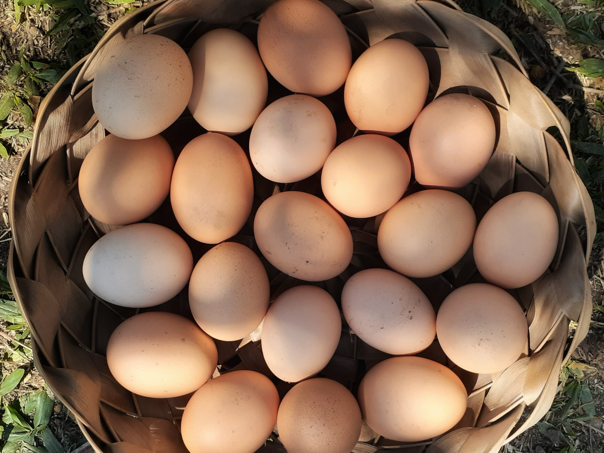 Huevos de Gallinas de Libre pastoreo de SIERRA MADRE almacén de salud