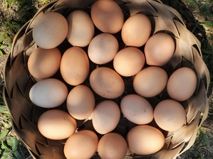 Huevos de Gallinas de Libre pastoreo de SIERRA MADRE almacén de salud