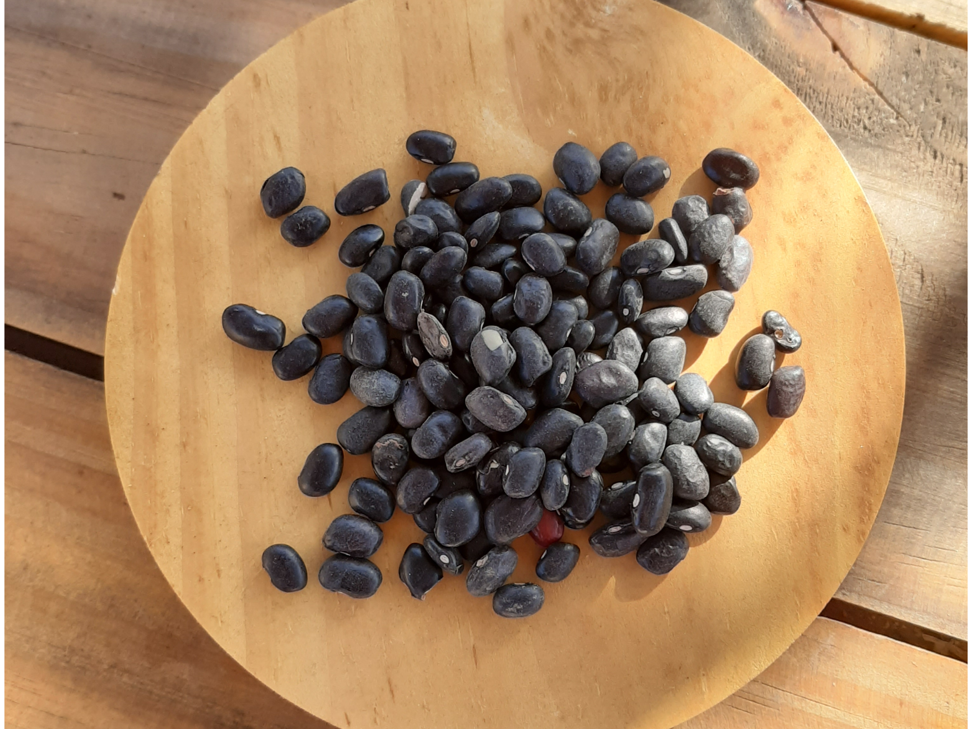 Poroto negro orgánico