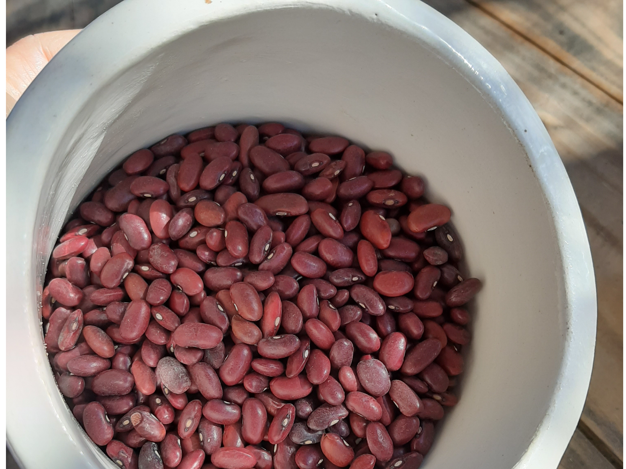 Poroto colorado orgánico