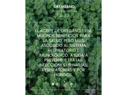 Aceite esencial de orégano