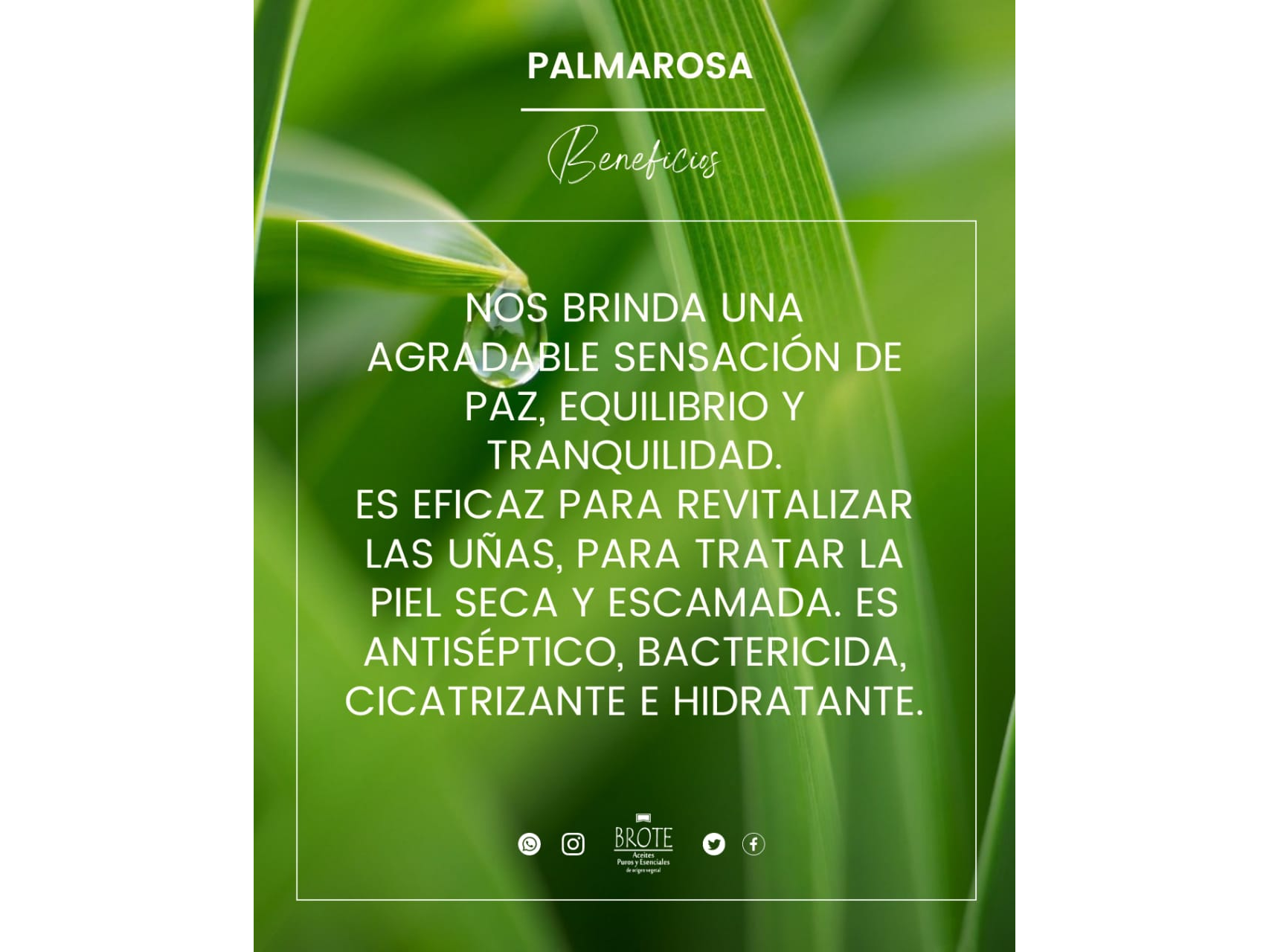 Aceite esencial de Palmarosa x 10ml