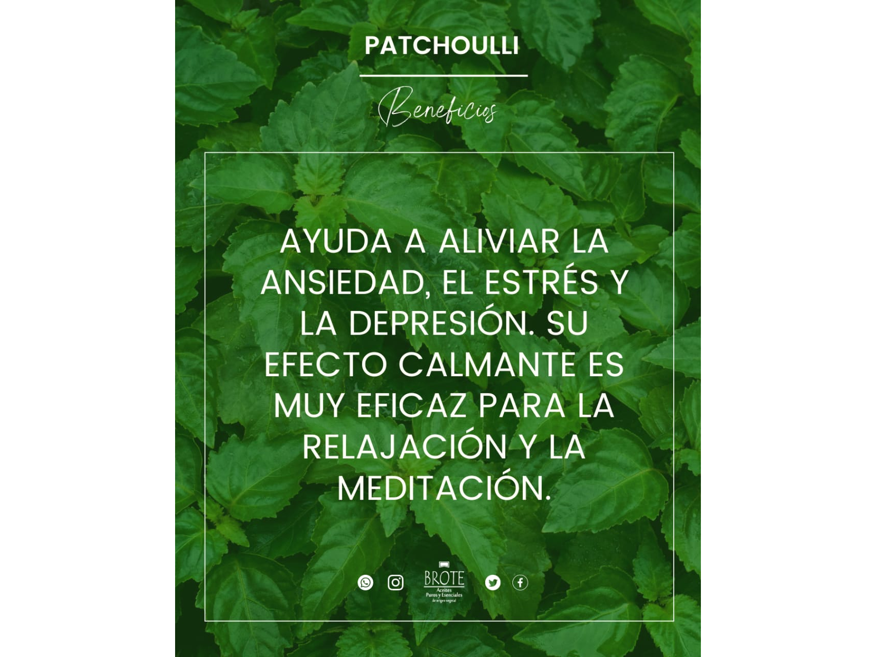 Aceite esencial de Patchouli x10ml