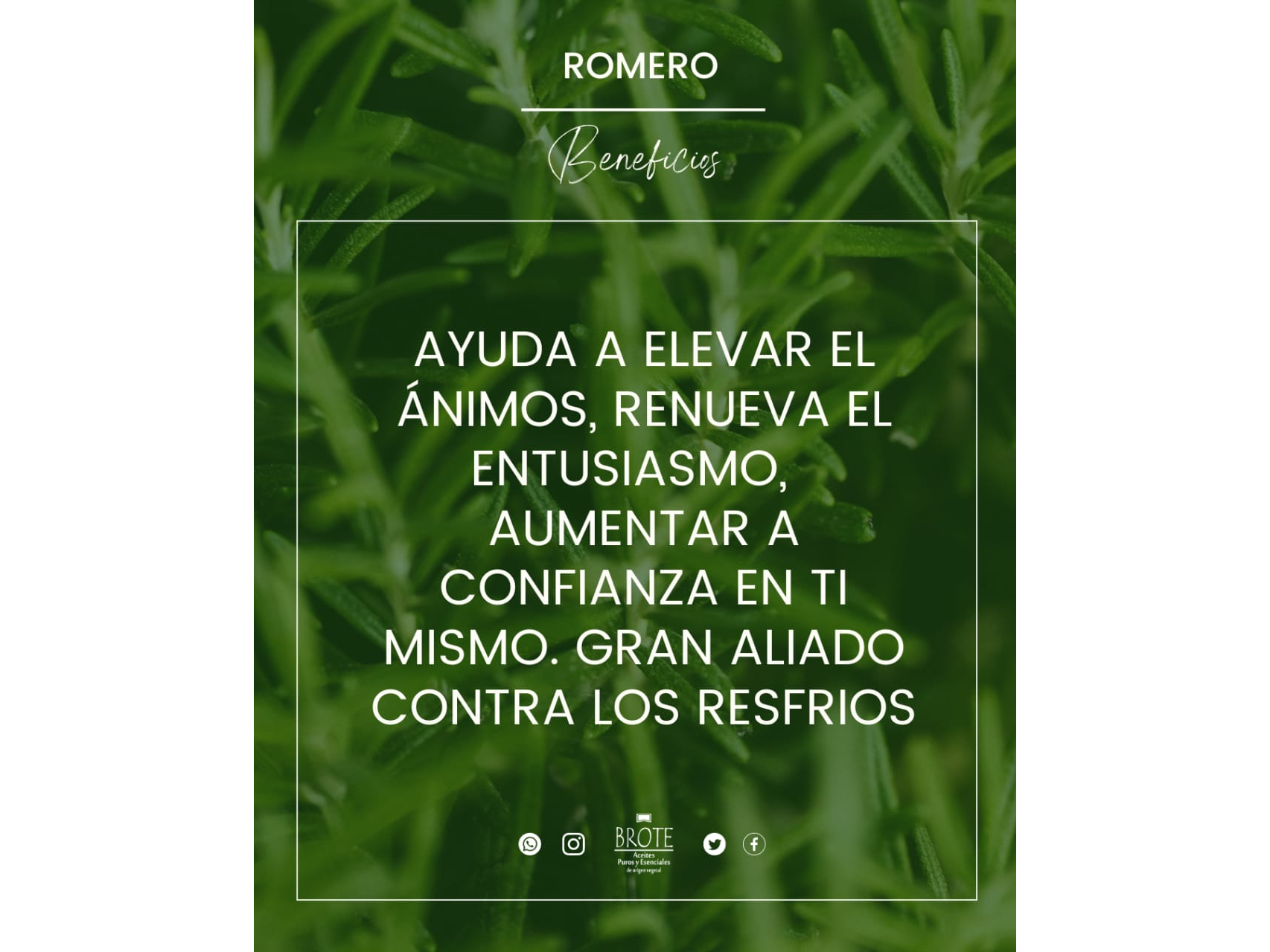 Aceite esencial de Romero x 10ml