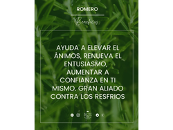 Aceite esencial de Romero x 10ml