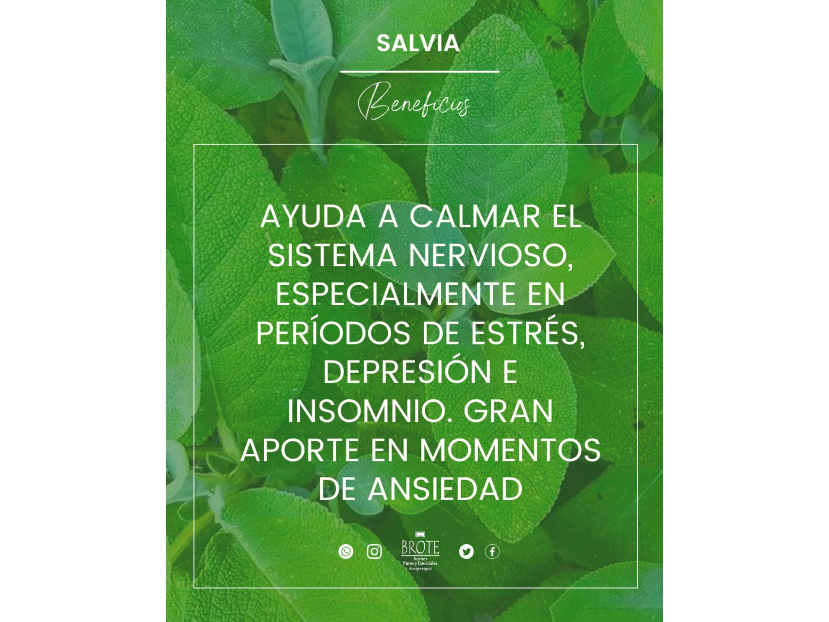 Aceite esencial de Salvia x 10ml