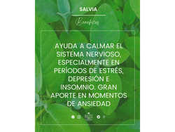 Aceite esencial de Salvia x 10ml