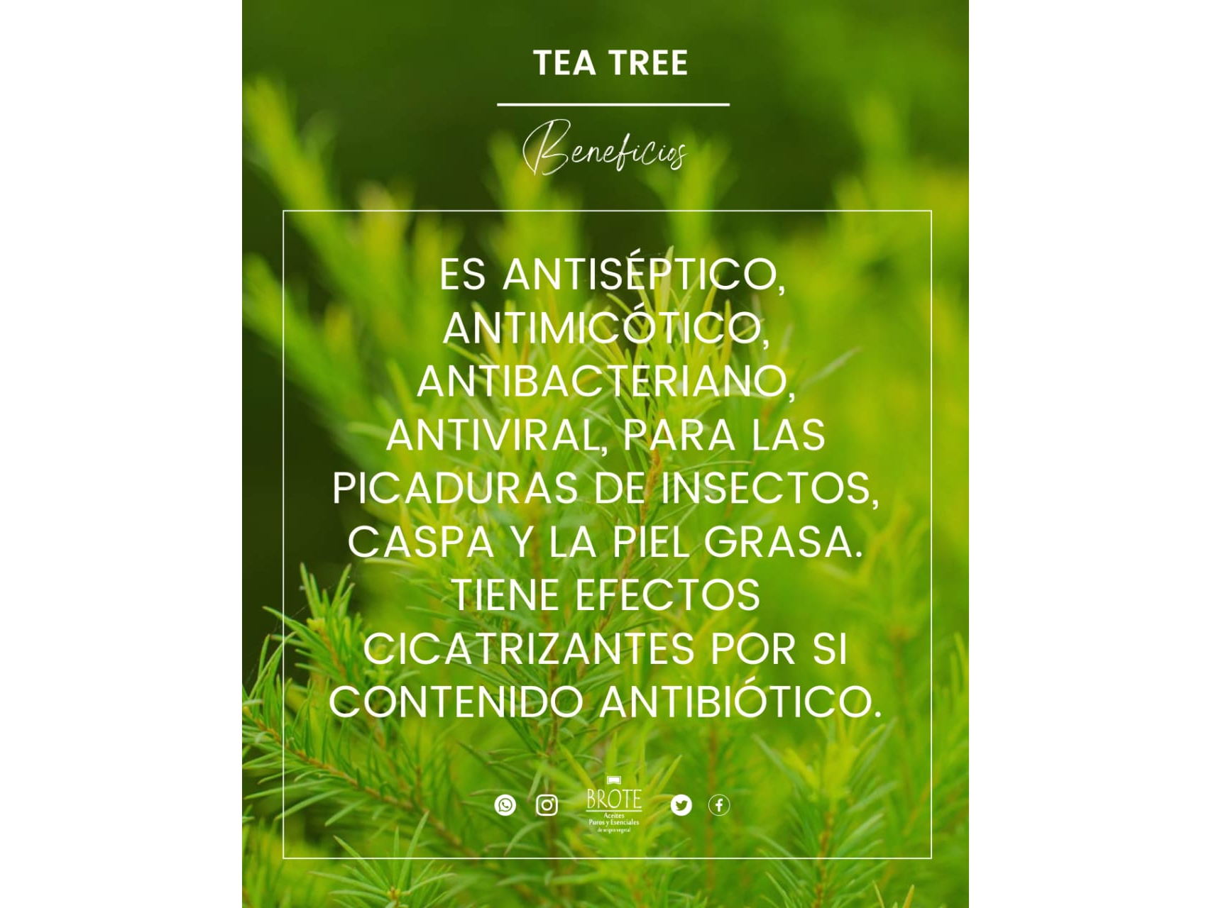 Aceite esencial de Tea-Tree x 10ml