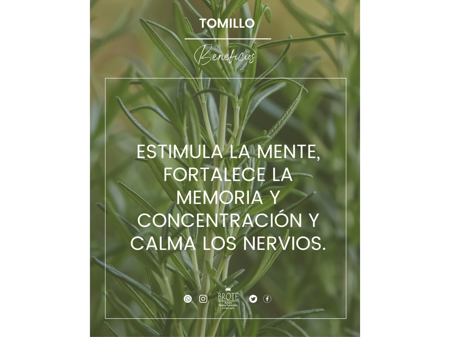 Aceite esencial de Tomillo x 10ml