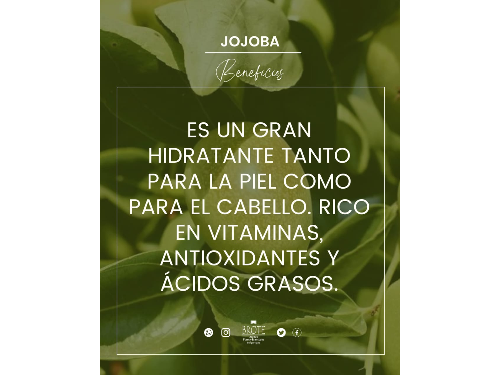 Aceite vehicular de jojoba por 30ml