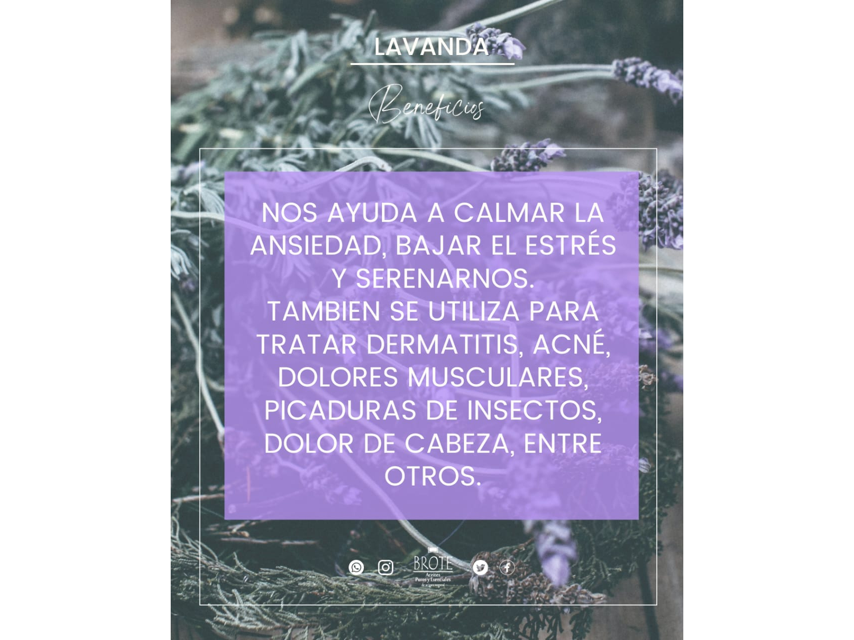 Aceite esencial de Lavanda x 10ml