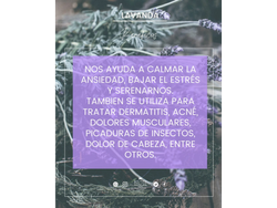 Aceite esencial de Lavanda x 10ml