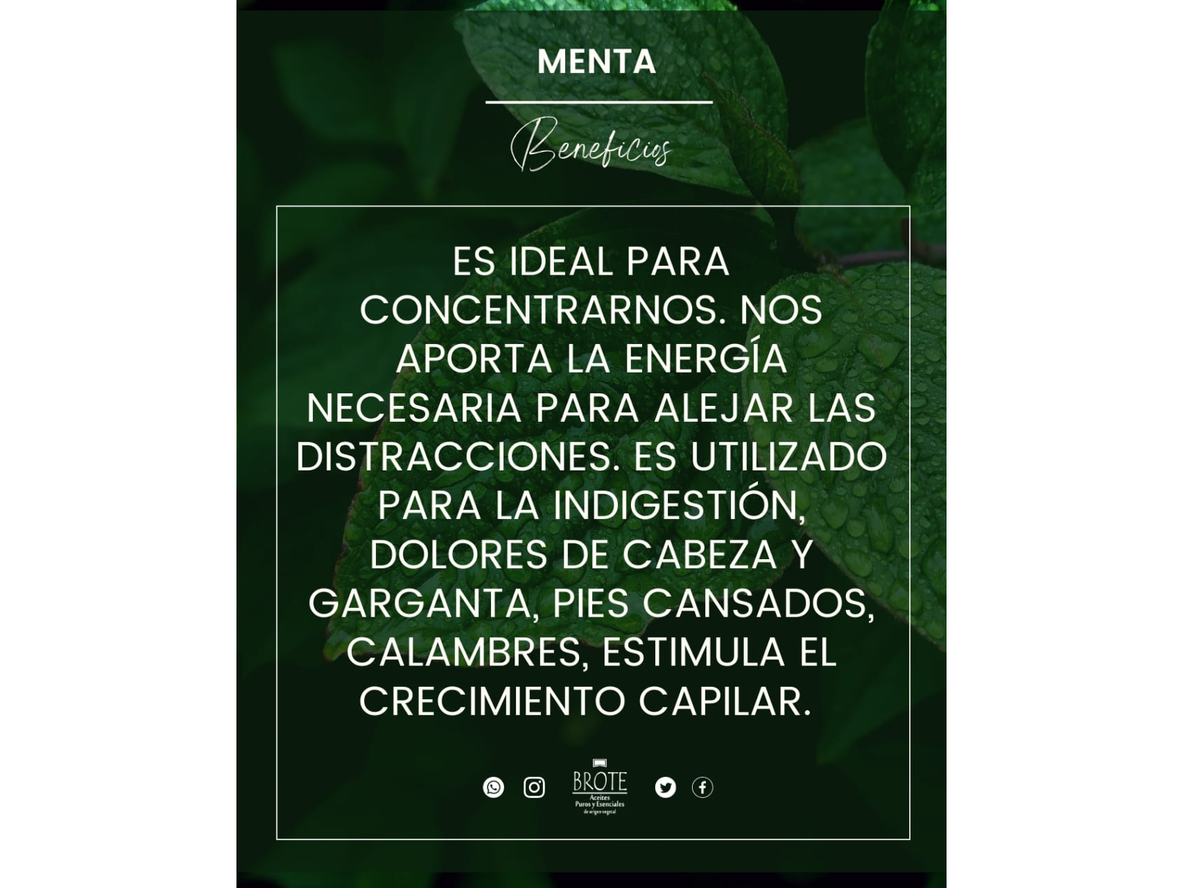 Aceite esencial de menta x 10ml