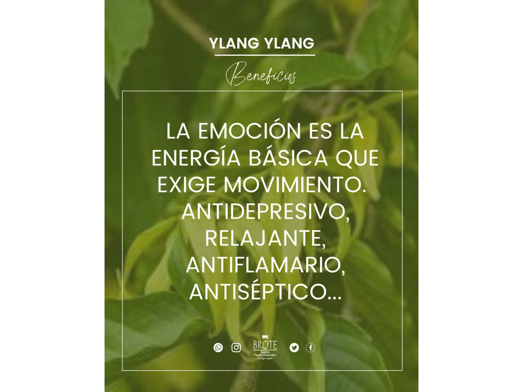 Aceite esencial de Ylang Ylang x 10ml