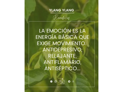 Aceite esencial de Ylang Ylang x 10ml