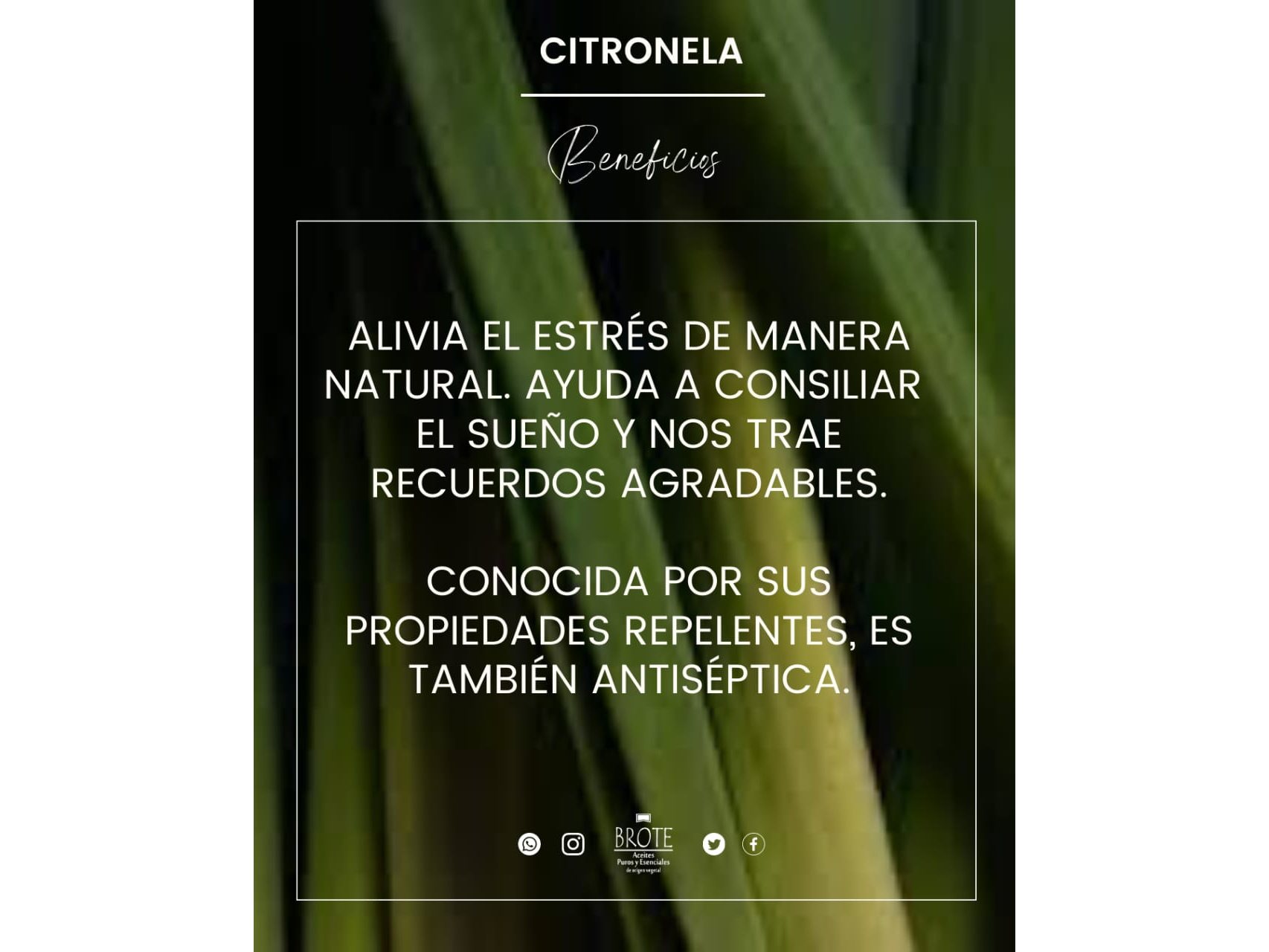 Aceite esencial de Citronella x 10ml