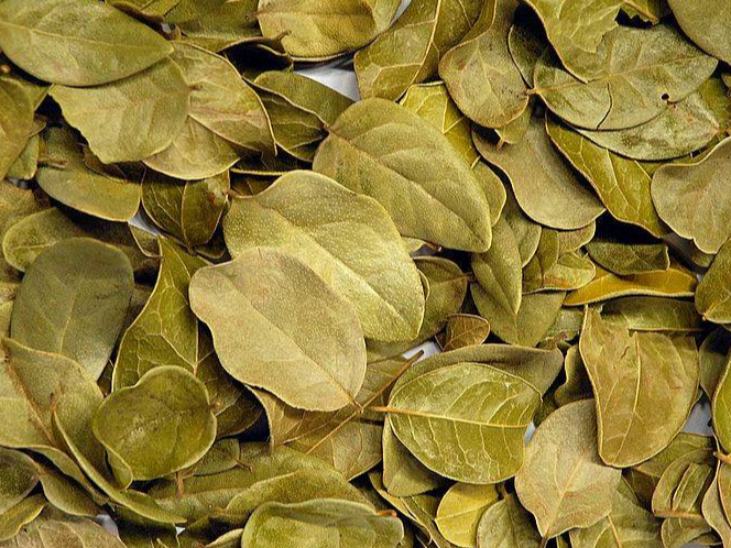 Boldo en hojas x 100grs