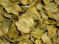 Boldo en hojas x 100grs