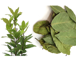 Laurel en hojas x 20grs