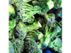 Brocoli