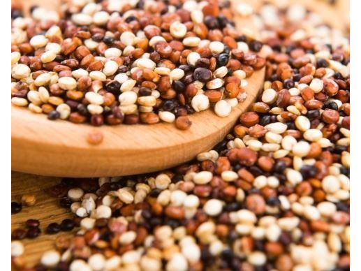 QUINOA TRICOLOR