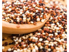 QUINOA TRICOLOR