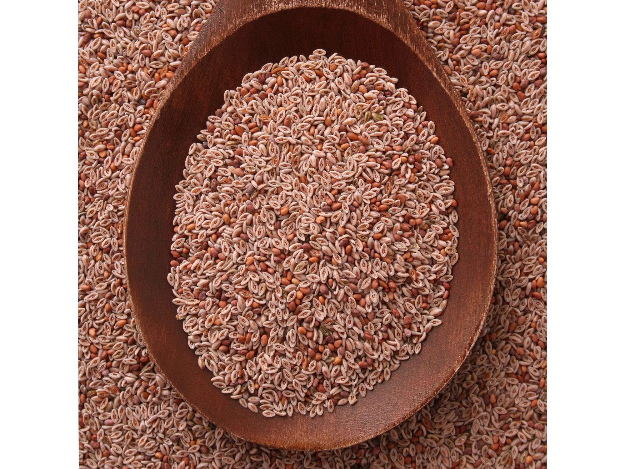 Semilla de PSYLLIUM ZARAGATO