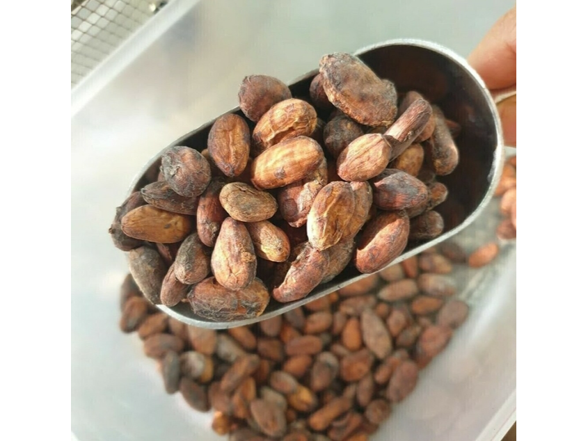 Semilla de cacao