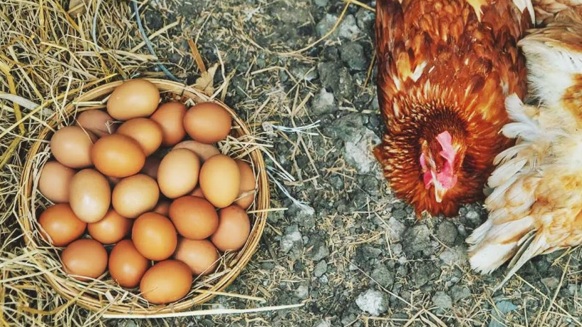 Huevos agroecologicos