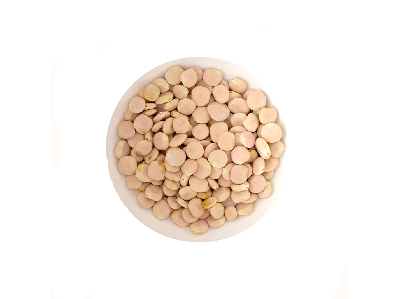 LUPINES POROTOS