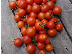Tomates cherry