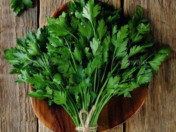 Cilantro