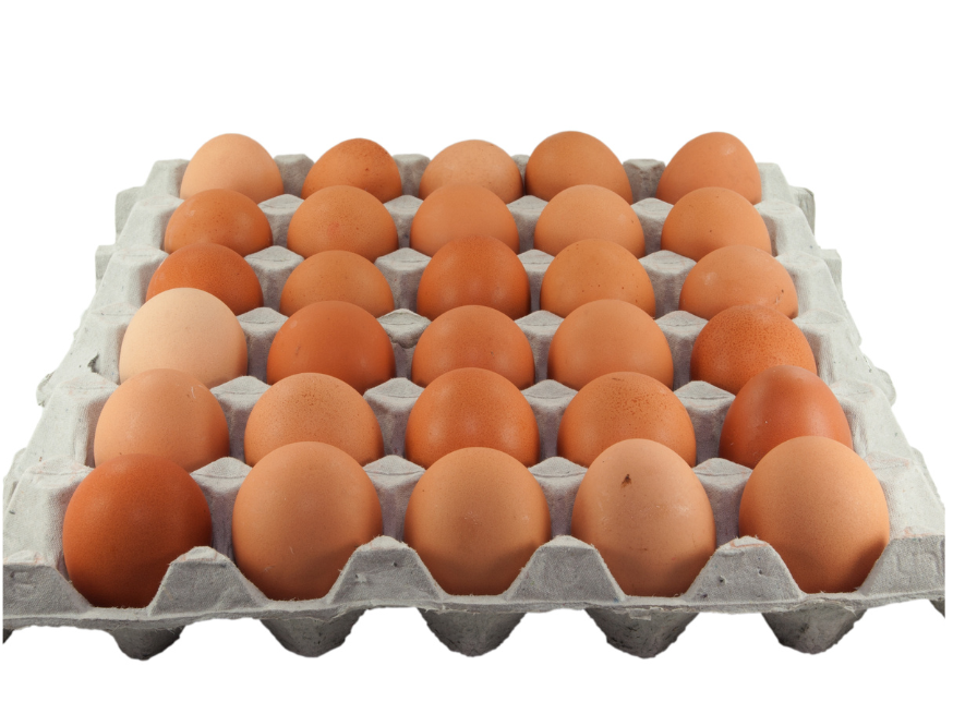 Maple de 30 Huevos Plumas Verdes