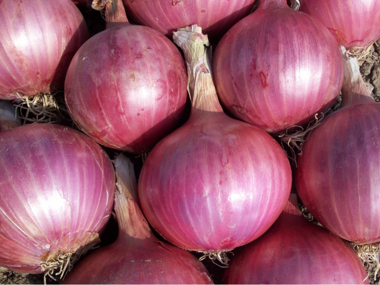 Cebolla Morada Agroecologica