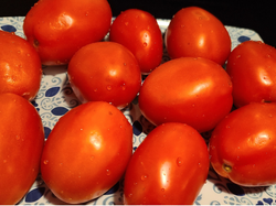 Tomate Agroecologico