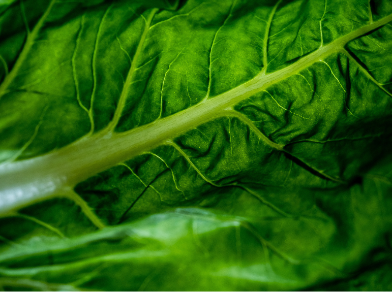 Acelga Agroecologica Atado