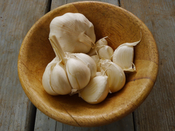 Ajo agroecologico x Cabeza