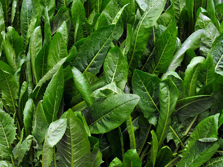 Achicoria x Atado Agorcologica