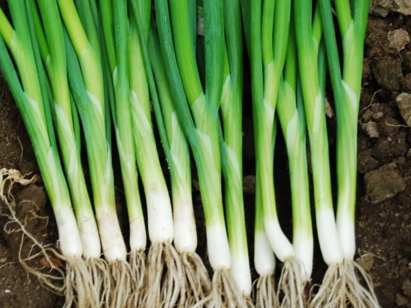 Cebolla de Verdeo x Atado Agroecologico