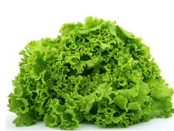 Lechuguin Agroecologico x Atado Grande
