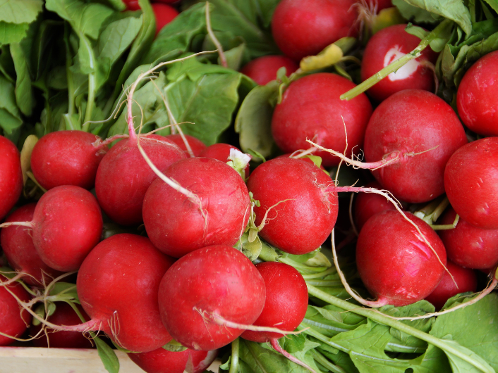 Rabanitos Agroecologicos