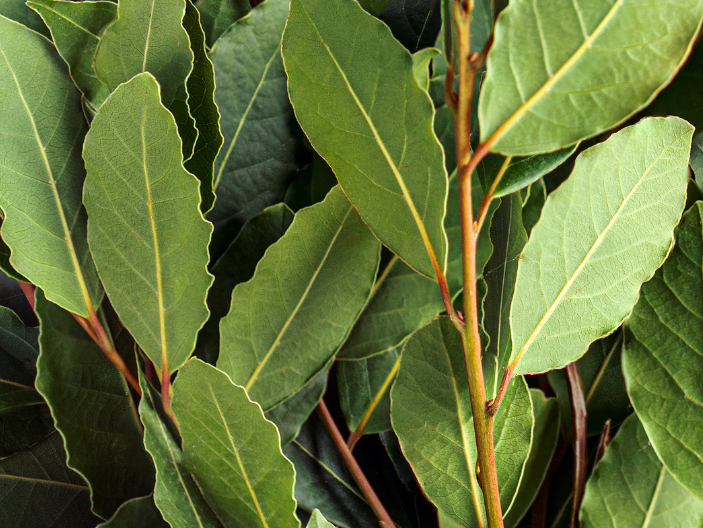 Laurel Atado Fresco  Agroecologico