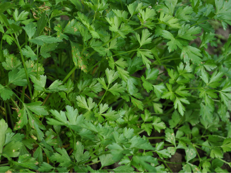 Atado de Perejil Agroecologico