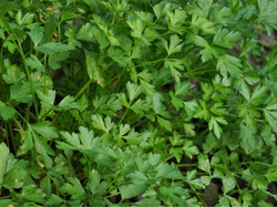 Atado de Perejil Agroecologico