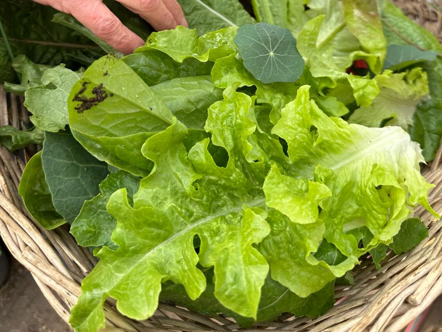 Mix de Hojas Verdes Agroecologico